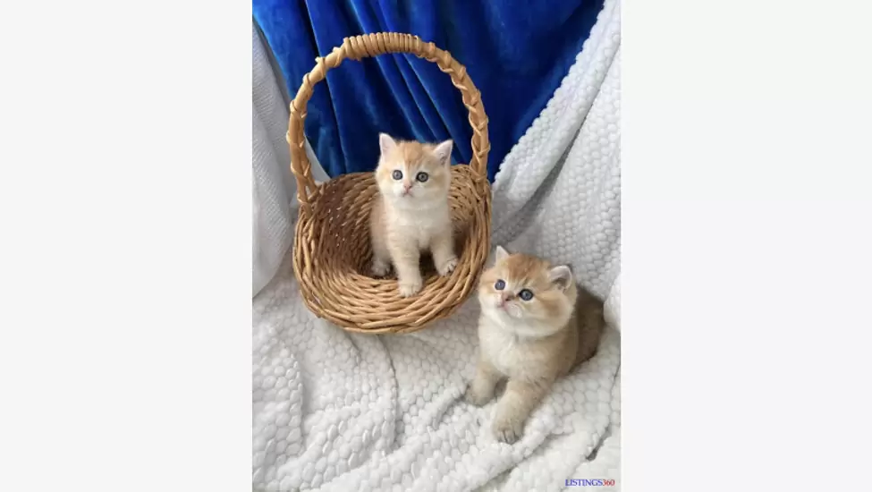 British Shorthair Kittens For Sale -Entebbe